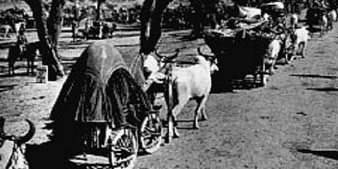 1947 India and Pakistan: Regugees fleeing identity savagery